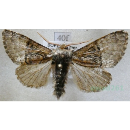 Colocasia coryli (Linnaeus, 1758) Połacica leszczynówka Czech40f